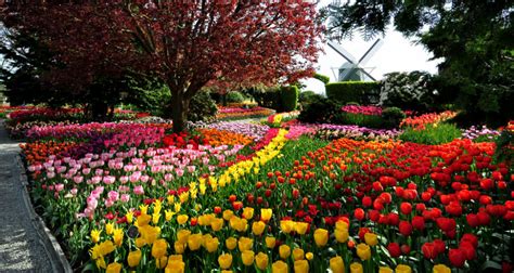 Tulip Flower Gardens In Usa Fasci Garden