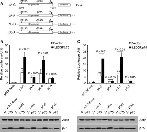 Reporter Gene Assay With Constructs Containing The Pivotal Region Of Download Scientific