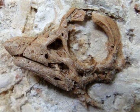 Fossil embryo dubbed the ‘small giant’ packs surprises about a big dinosaur – Metro US