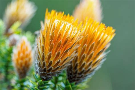 National Flower Of Ecuador: Native Ecuadorian Chuquiraga