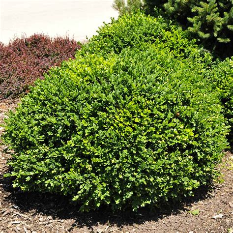 Green Velvet Boxwoods For Sale