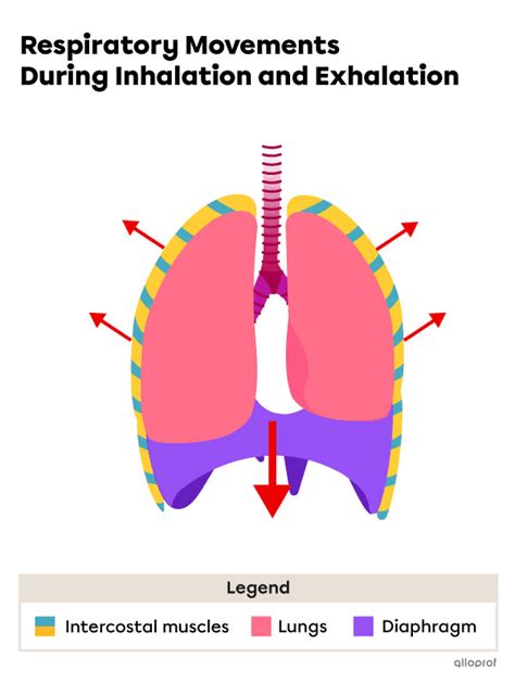 Respiratory Mechanisms (Inhalation and Exhalation) | Secondaire | Alloprof