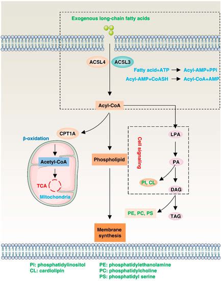 Biology Free Full Text The Acsl4 Network Regulates Cell Death And Autophagy In Diseases