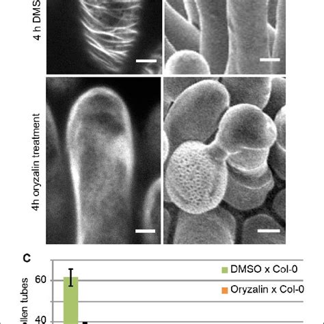 Local Oryzalin Application On Col 0 Stigmas Promotes Mt Destabilization