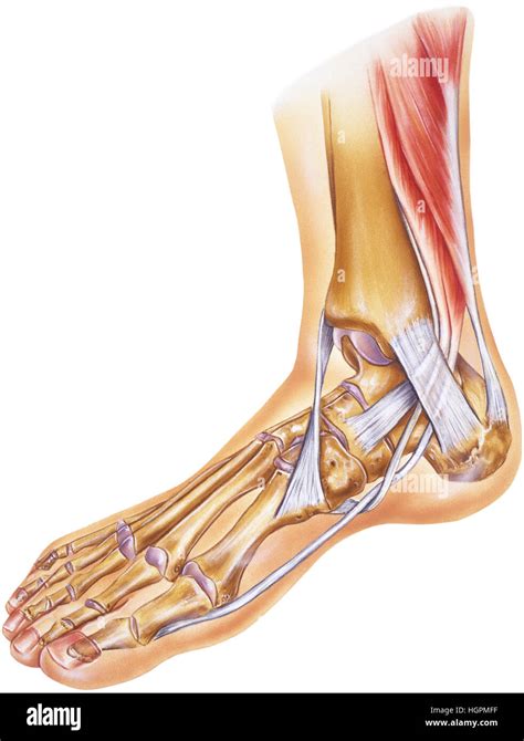 Human Foot And Ankle Deep Dissection To See The Tendon Amd Joint