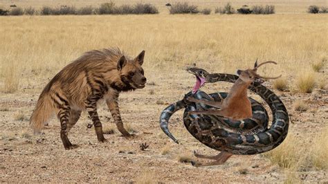 Rare Story Hyena Risk His Life Fighting With Giant Python For Foods