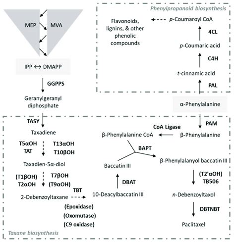 Metabolic Map For Key Specialized Metabolic Pathways In Taxus Cell Download Scientific Diagram