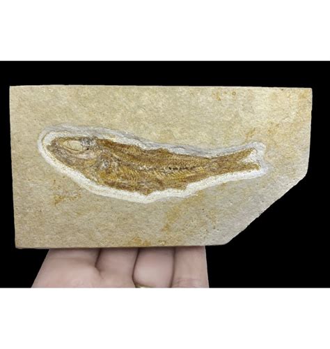 Fossils Uk Upper Jurassic Fossil Fish From Solnhofen Blumberg