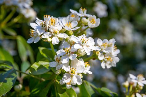 Arbustes Fleurs Sans Entretien Qui Donnent De Magnifiques Fleurs