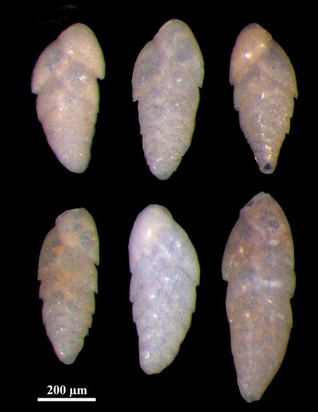 Bolivina Beyrichi Mainz Basin Germany Rupelian Oligocene Paleogene