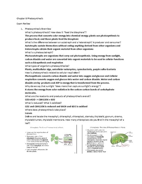 Chapter Review Photosynthesis Chapter Photosynthesis Exam Review