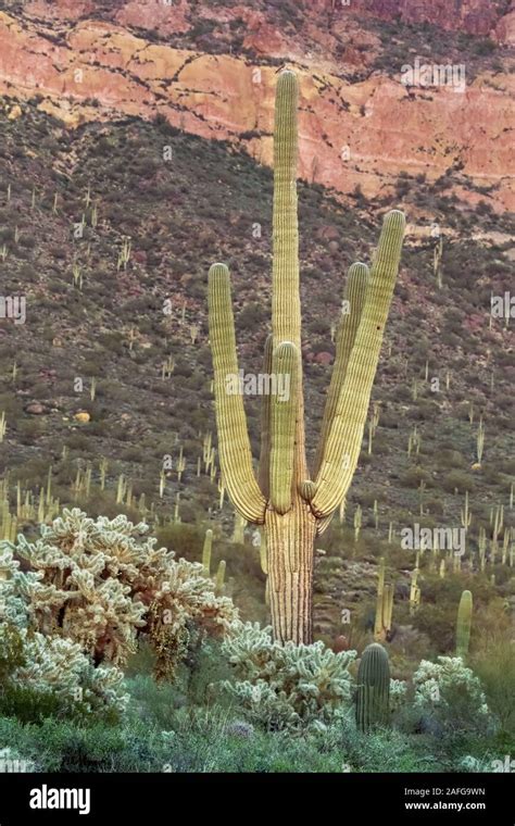 Bats on saguaro cactus hi-res stock photography and images - Alamy