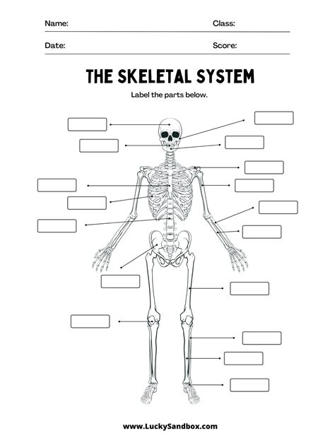 Skeletal System Worksheet Etsy