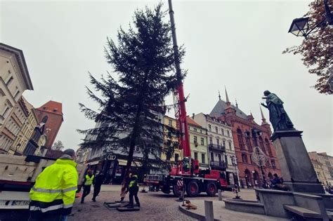 Nowa choinka w Toruniu już stoi Rynek Staromiejski wchodzi w