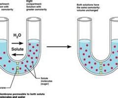 Lecture Cell Membrane Physiology Osmolarity And Tonicity