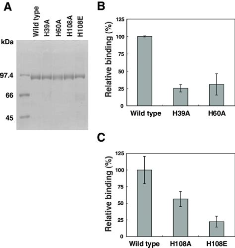 Binding Of TLR3 ECD Mutants To DsRNA 40 A Purified TLR3 ECD Mutant