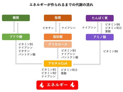 ビタミンb1の5つの効果と効果的に摂取する方法を専門家が解説 Puravida