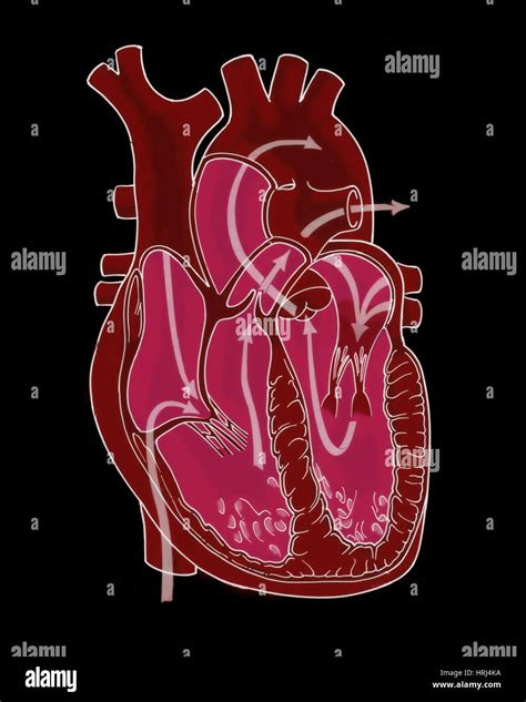 Ilustraci N De La Circulaci N Coronaria Fotograf A De Stock Alamy