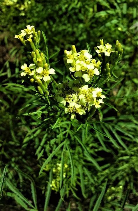 Wild Marigold From Wolgan Valley Nsw Australia On March