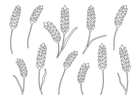 Wheat Grain Ear Nature Set Continuous Art Line Drawing Linear Sketch