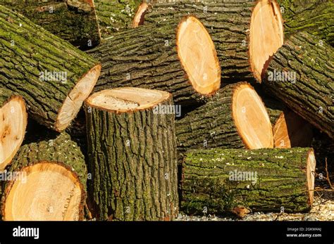 Dismembered Tree Trunks Stock Photo Alamy