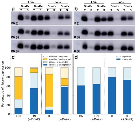 The Mystery Of De Novo Proteins Is Revealed By A Team Of Researchers