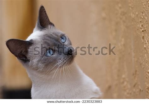 5597 Blue Point Siamese Cat Royalty Free Images Stock Photos