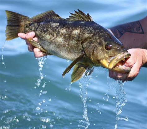 5 Reasons Why You Should Target Calico Bass Flylords Mag