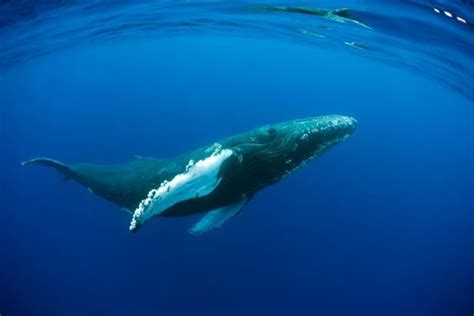 Africa S Top Ten Whale And Dolphin Watching Destinations Baleine