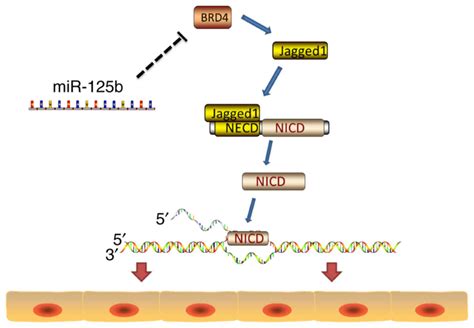 Mir Bmediated Regulation Of Cell Proliferation Through The Jagged