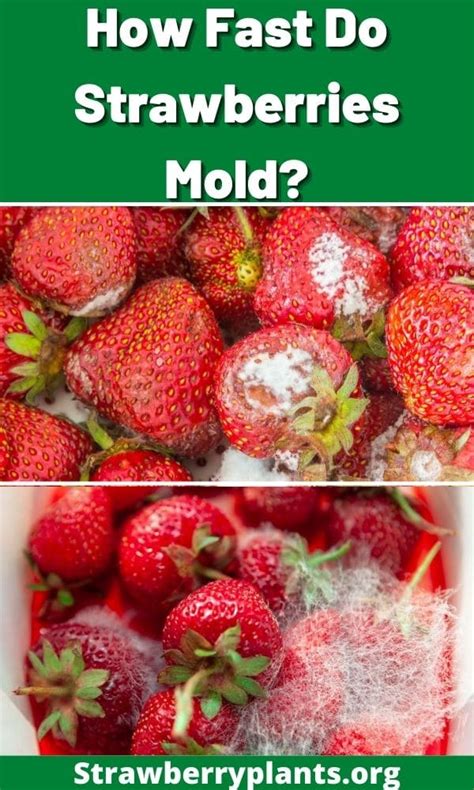 How Fast Do Strawberries Mold Strawberry Plants