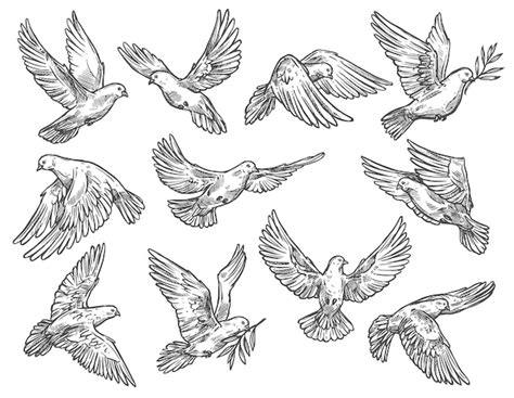 Premium Vector Pigeon Flying With Olive Branch Vector Sketch