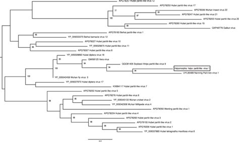 Maximum Likelihood Phylogeny Of Halyomorpha Halys Partiti Like Virus 1