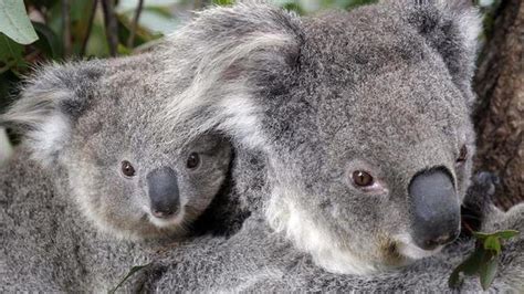 Watch Are Koalas Going Extinct The Hindu