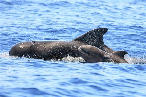 Short Finned Pilot Whale Mother And Calf Surfacing Tenerife Photograph