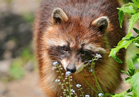 Raccoon And Flowers Portrait Of A Nice Raccoon Taken In Th Flickr