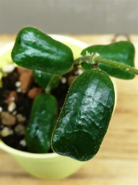 Hoya Rotundiflora Furniture Home Living Gardening Plants Seeds