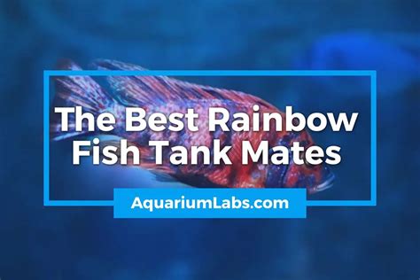 19 Best Rainbow Fish Tank Mates | Aquarium Labs