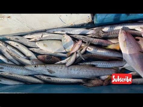 Mancing Di Pulau Damar Kep Seribu Strike Barakuda Strike Mancing