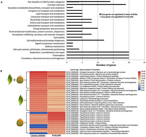 Frontiers A Significantly High Abundance Of Candidatus Liberibacter