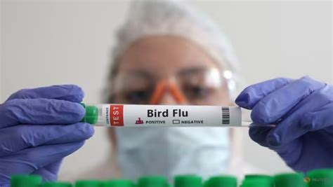 Sampel-Flu-Burung | Infobanknews