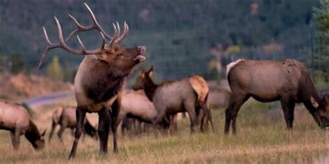 Big Game Hunting Seasons And Draws In Colorado Season Dates In