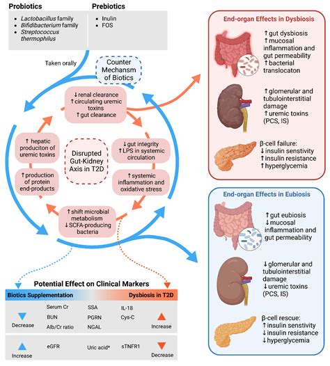Renal Health Improvement in Diabetes through Microbiome Modulation of