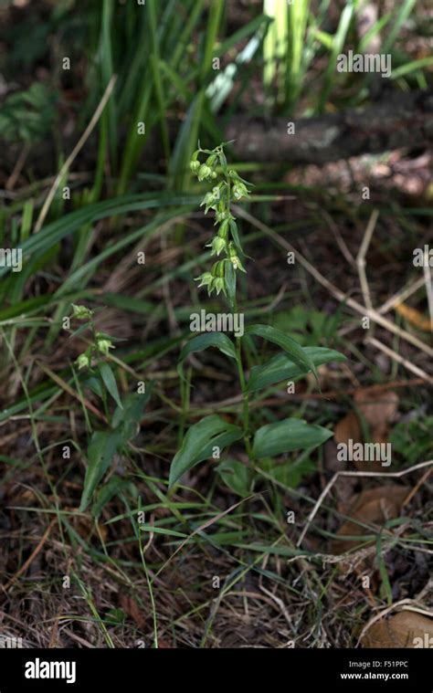 Epipactis Phyllanthes Var Vectensis Isle Of Wight Helleborine Stock