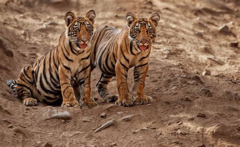 Golden Triangle Tour With Tigers Safari In India 10N 11 Days Package