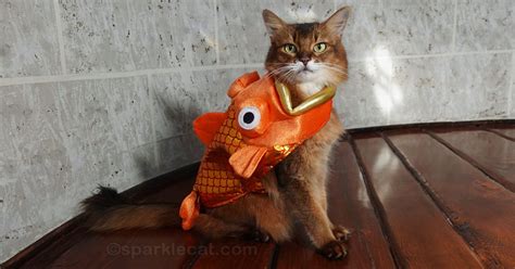 Why Cats Love Fish And Why They Shouldnt Eat It Summers Fabulous