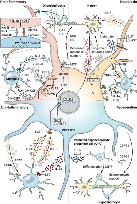 Neuroinflammation An Astrocyte Perspective Science Translational