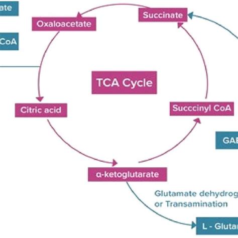 A Brief Review On The Non Protein Amino Acid Gamma Amino Butyric Acid