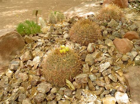 Find Plants Compass Barrel Cactus