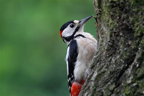 Tierwelt Vogel Buntspecht Kostenloses Foto Auf Pixabay Pixabay